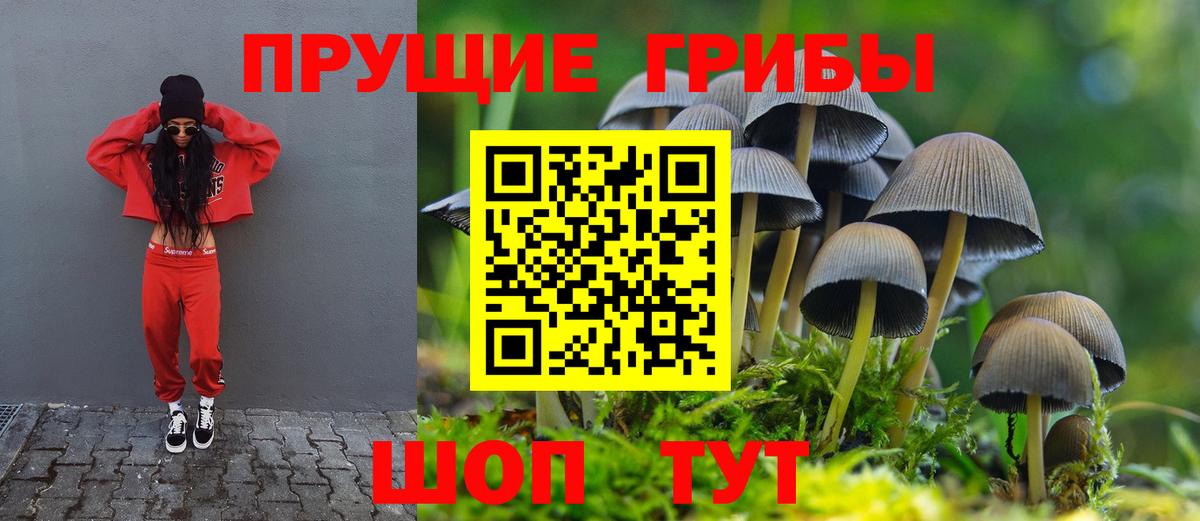 Псилоцибиновые грибы прущие грибы  Вход с VPN  Ступино  Псилоцибиновые грибы Psilocybine cubensis 